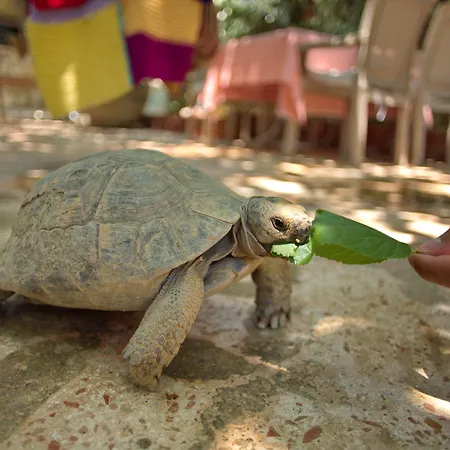 Garden Palace Boutique מלון