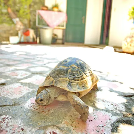 Garden Palace Boutique فندق كوشاداسيه