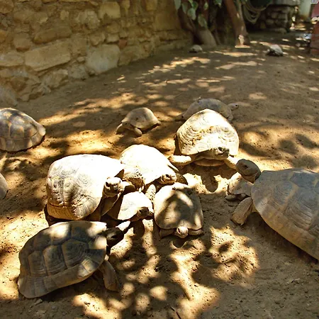 מלון Garden Palace Boutique 2*