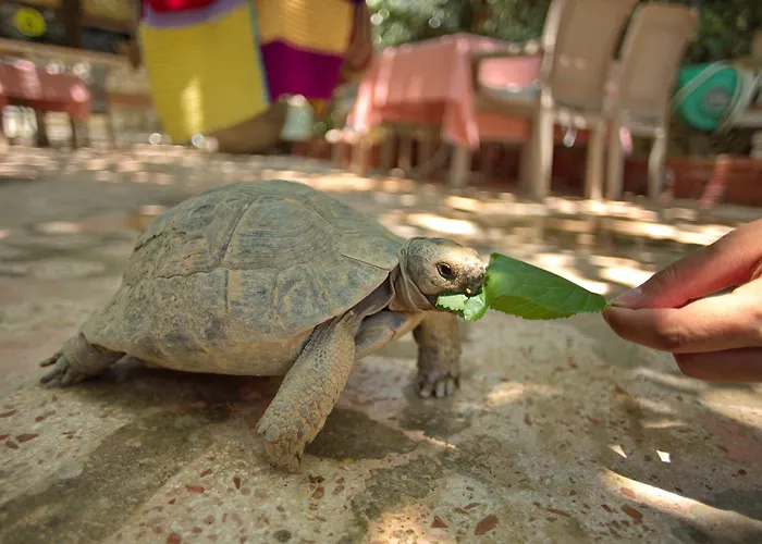 Garden Palace Boutique Hotel