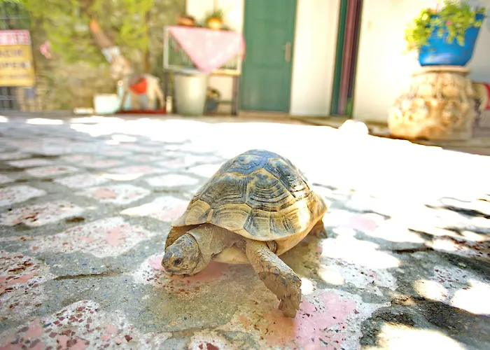 Garden Palace Boutique Hotel Kusadası